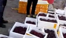 长春爆料大哥被打视频,现场视频曝光引关注